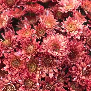 Meet your Posher, Clare